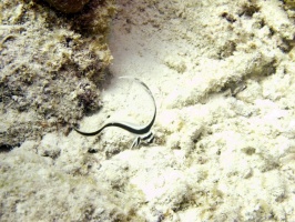 IMG 4114  Spotted Drumfish Juvenile